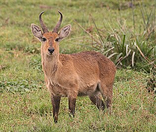 Riedbock Männchen, Amboseli National Park
